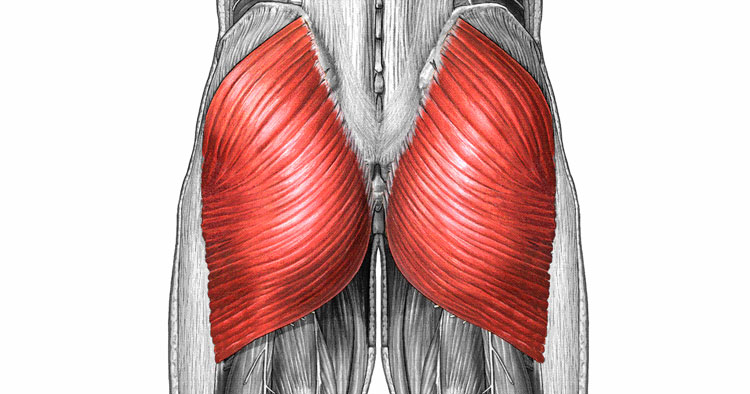 Gluteus_Maximus_Muscle